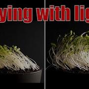 Changing The Direction Of The Light During Plant Growth Time Lapse Greentimelapse Gtl Timelapse