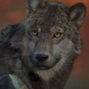 Morph Jaguar To Wolf 2
