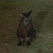 Confuse A Cat Monty Python S Flying Circus S01E05