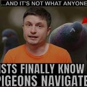 Scientists Just Figured Out How Pigeons Navigate The Planet And Its Super Weird