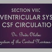 THE VENTRICULAR SYSTEM AND CEREBROSPINAL FLUID CIRCULATION