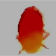 Spinning Cockroach Meme Earrape