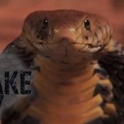 Cobra In A Chicken Coop Snake City