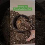 Potting An Amorphophallus Bulb