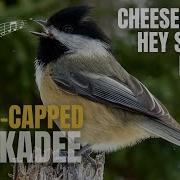 Black Capped Chickadee Fee Bee Song AKA Cheeseburger And Hey Sweetie