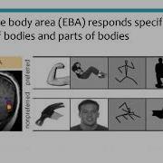 Module 1B Specialization Of Function Brain Structures