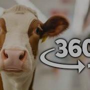 360 Video Cows Lost In Supermarket Experience