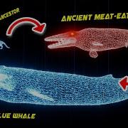 WHALE EVOLUTION In 50 000 000 Years 3D Hologram Animation
