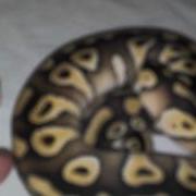 Hissy Ball Python