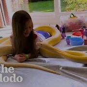 16 футовый питон так нежен со своей любимой девочкой The Dodo Soulmates