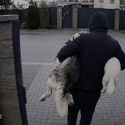 У МЕНЯ УКРАЛИ СОБАКУ Мы в Панике