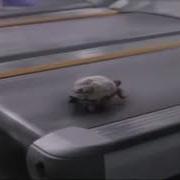 Deja Vu Turtle