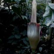 Corpse Flower Stinky Plant Amorphophallus Titanum Blooming At The Huntington Gardens