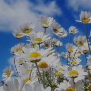 Jonas Steur Silent Waves Original Mix