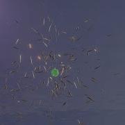 Creating A School Of Fish Using The BOIDS Particle System In Blender 2 8