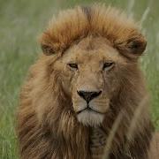 Here S The Buzz How To Avoid The Bug Bites On Safari With BoothAdventureTravel V8c