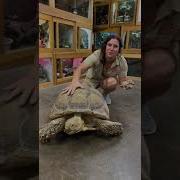 BIg Vs Small Sulcata Tortoise