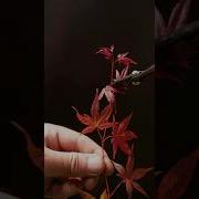 Rooting Japanese Maple Cuttings
