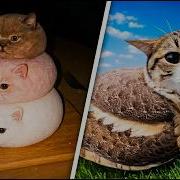 Cats Acting Suspicious