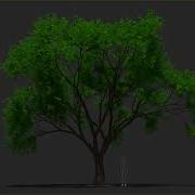 Tyflow Procedural Tree Wind Test