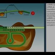 RNA Splicing Animation There Are 7 Steps More Details In Text Below