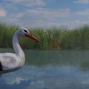 Flight For Survival The Story Of A Stork S Migration 3D Animated Short Film