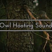 Owl Hooting Sound 1 Hour
