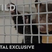 Bear Necessities Secrets Of The Zoo Tampa National Geographic Wild UK