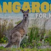 Kangaroos For Kids Learn All About These Amazing Marsupials