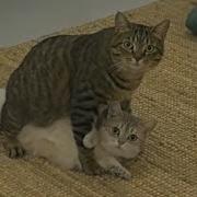 CATS Wild Antics And Unpredictable Madness