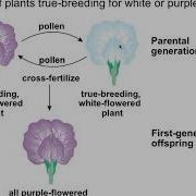 BI101 UNIT 8 PATTERNS OF INHERITANCE