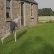 Tricking Tumbling Mini Sampler