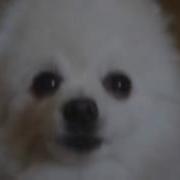 Gabe The Dog 1812 Overture Tchaikovsky