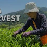 I Helped Harvest Tea Living Alone In Rural Kochi Japan