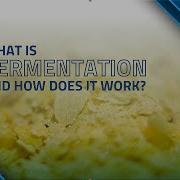 What Is Fermentation And How Does It Work Successful Fermentation Tips Esco Lifesciences