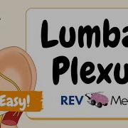 Lumbar Plexus Anatomy Mnemonics Tricks SIMPLIFIED