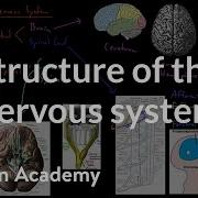Structure Of The Nervous System Organ Systems MCAT Khan Academy