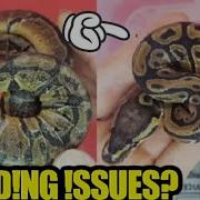 BallPython Shedding Issues What To Do K3Reptiles