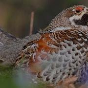 Bird Sounds HAZEL GROUSE Call In The Spring Forest