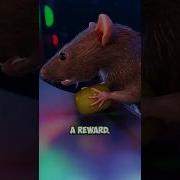 Почему невозможно перестать прокручивать объяснение коробки Скиннера