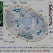 Lecture 15 Cytoskeleton Part 1 Chapter 17