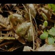 Foraging Fiddleheads Tips Tricks