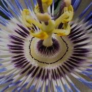 Timelapse Passion Flowers Growing And Blooming