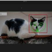 CatFaceTrackingFromVideo