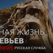 Тайная жизнь деревьев как они общаются растут и занимаются сексом Документальный фильм Би би си