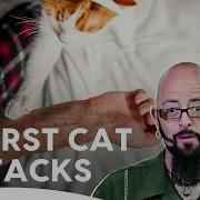 Two Cats Bloody Battles Will Jackson Bring Peace My Cat From Hell S5 E4 5 And 6 Animal Planet