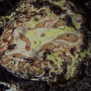 Sunburst Albino Pacman Frog CRAZY Colors
