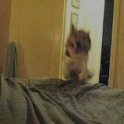 Crazy Wild Dog Attacks On Bed
