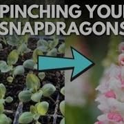 How To Pinch Transplant SNAPDRAGON SEEDLINGS For BEGINNERS