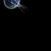Jellyfish Test